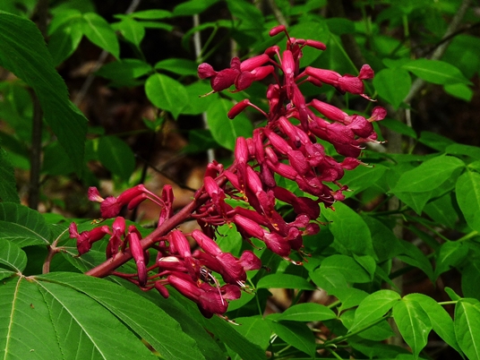 {Aesculus pavia}